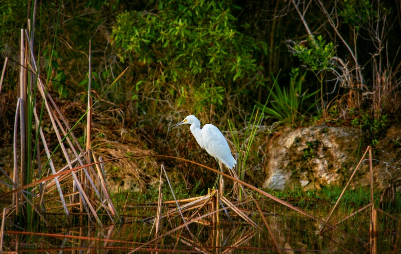 a white bird standing on top of a lush green field, by Linda Sutton, mangrove swamp, photo taken at night, fishing, in the morning light