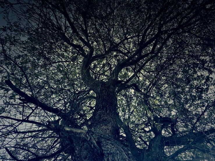 a black and white photo of a tree, unsplash, surrealism, lomography photo, big green tree, intricate branches, ((trees))