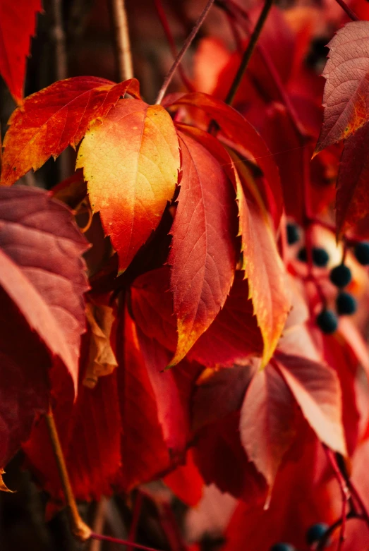 a close up of leaves and berries on a tree, a photo, by Sven Erixson, trending on pexels, fiery palette, portrait shot, minn