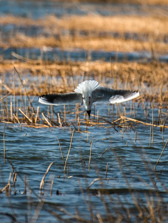 a bird that is flying over some water, shot from behind blades of grass, big white glowing wings, shot on sony a 7 iii, marsh