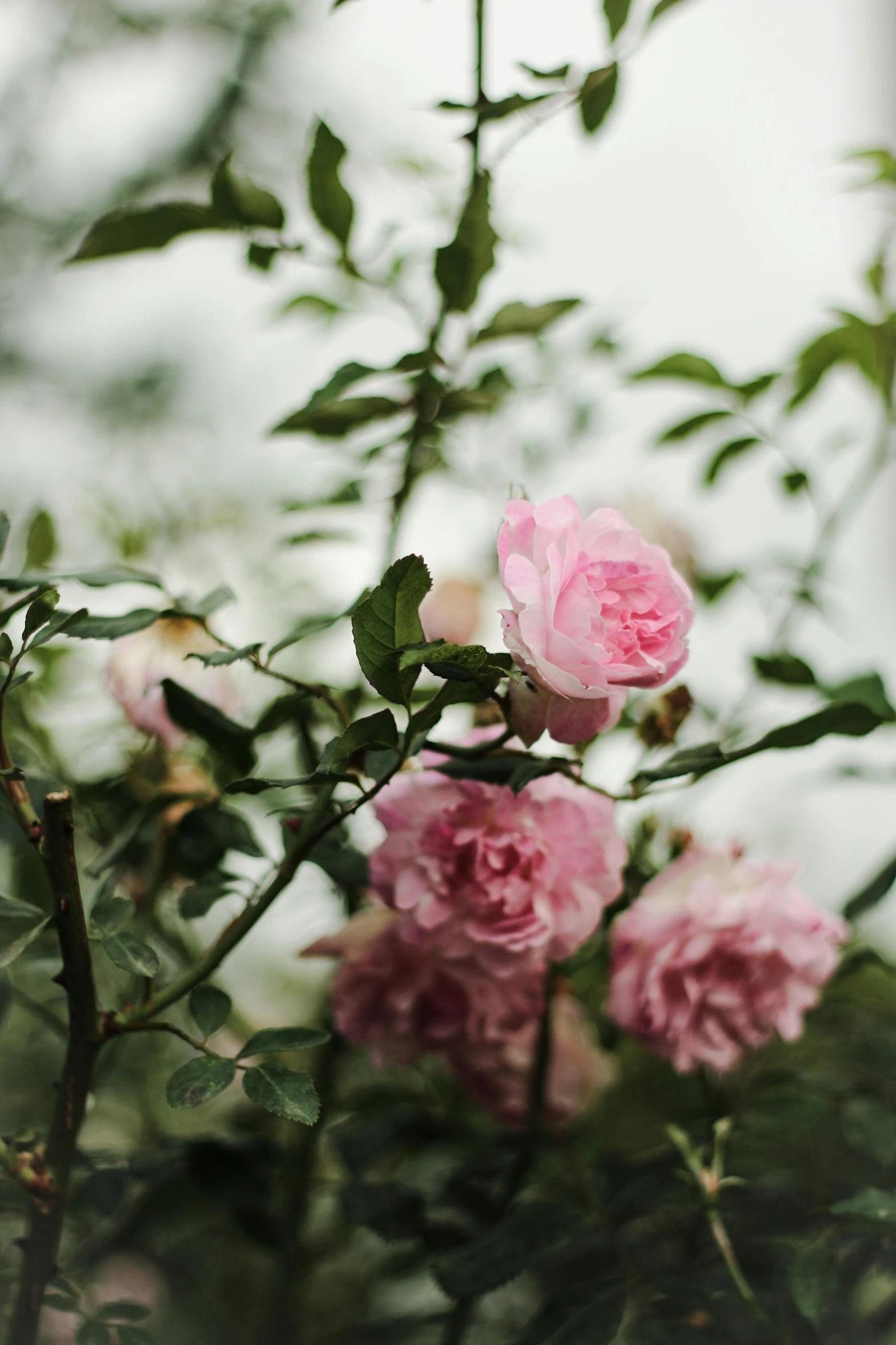 two pink roses that are blooming in a plant