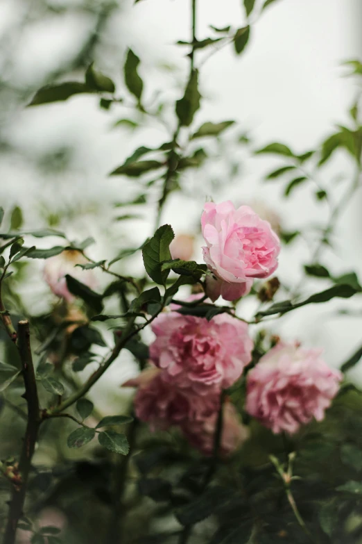 two pink roses that are blooming in a plant