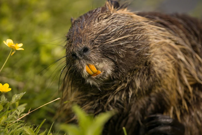 a close up of a wet animal in a field of flowers, by Jan Tengnagel, unsplash, hurufiyya, anthropomorphic beaver, chewing, haida gwaii, frans lanting