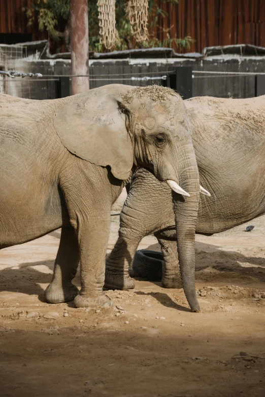 a couple of elephants standing next to each other, a portrait, by Jan Tengnagel, trending on unsplash, taken in zoo, old male, 4yr old, extremely pale