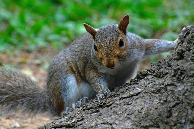 a squirrel sitting on top of a tree trunk, pexels contest winner, renaissance, crawling towards the camera, grey, bashful expression, 2000s photo