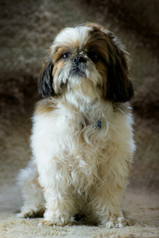 a small brown and white dog sitting on a floor, shih tzu, shot with sony alpha, square, photograph