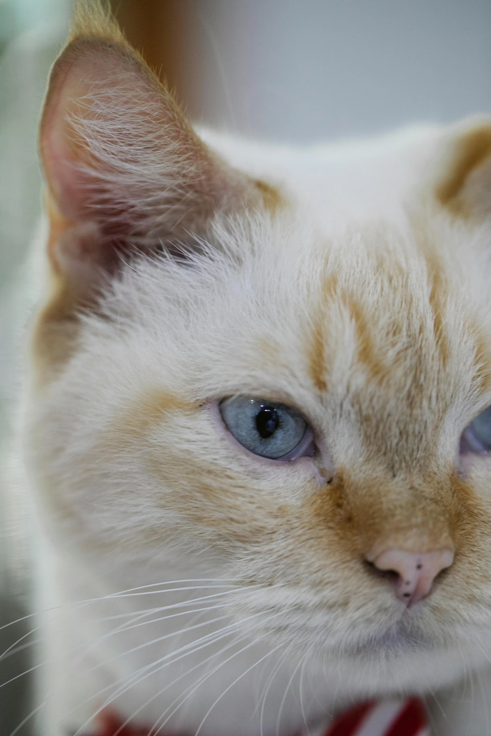 a close up of a cat wearing a tie, albino white pale skin, blue eyes and blond hair, multicoloured, zoomed out shot