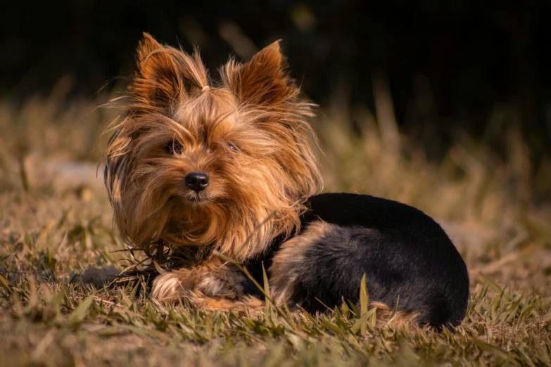 a dog that is laying down in the grass, a portrait, by Jan Tengnagel, pexels contest winner, yorkshire terrier, morning sun, australian, black