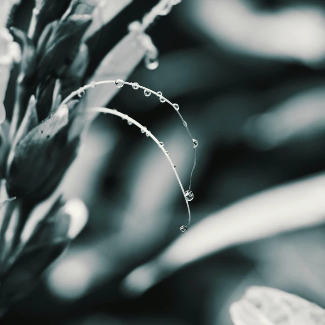a close up of a plant with water droplets on it, a black and white photo, unsplash, tendrils in the background, hasselblad film bokeh, graceful curves, gloomy mood