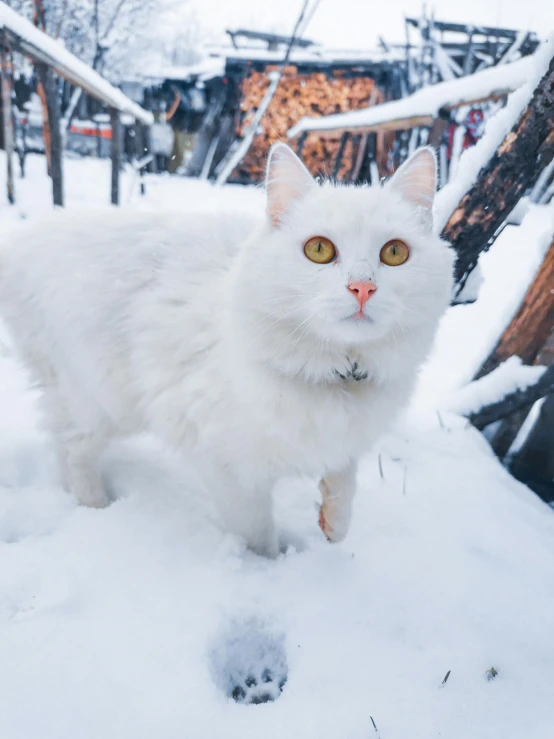 a white cat is standing in the snow, an album cover, pexels contest winner, in russia, from 8 k matte, gif