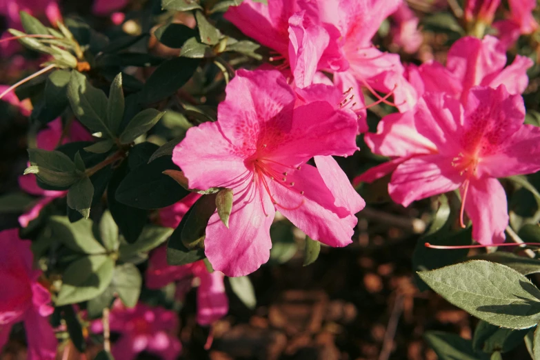 a pink bush with flowers blooming on top