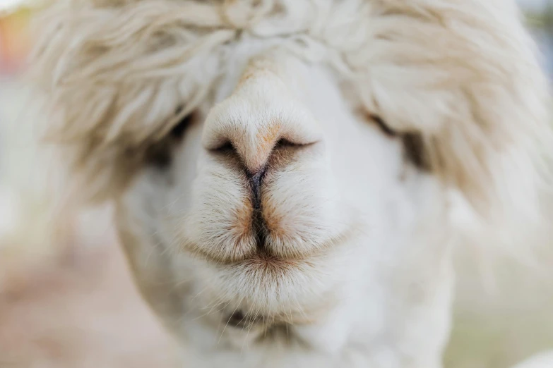 an animal with very long hair that is looking at the camera