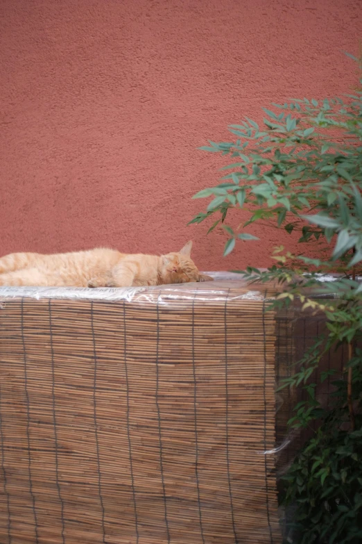 a cat sleeping on a window ledge outside