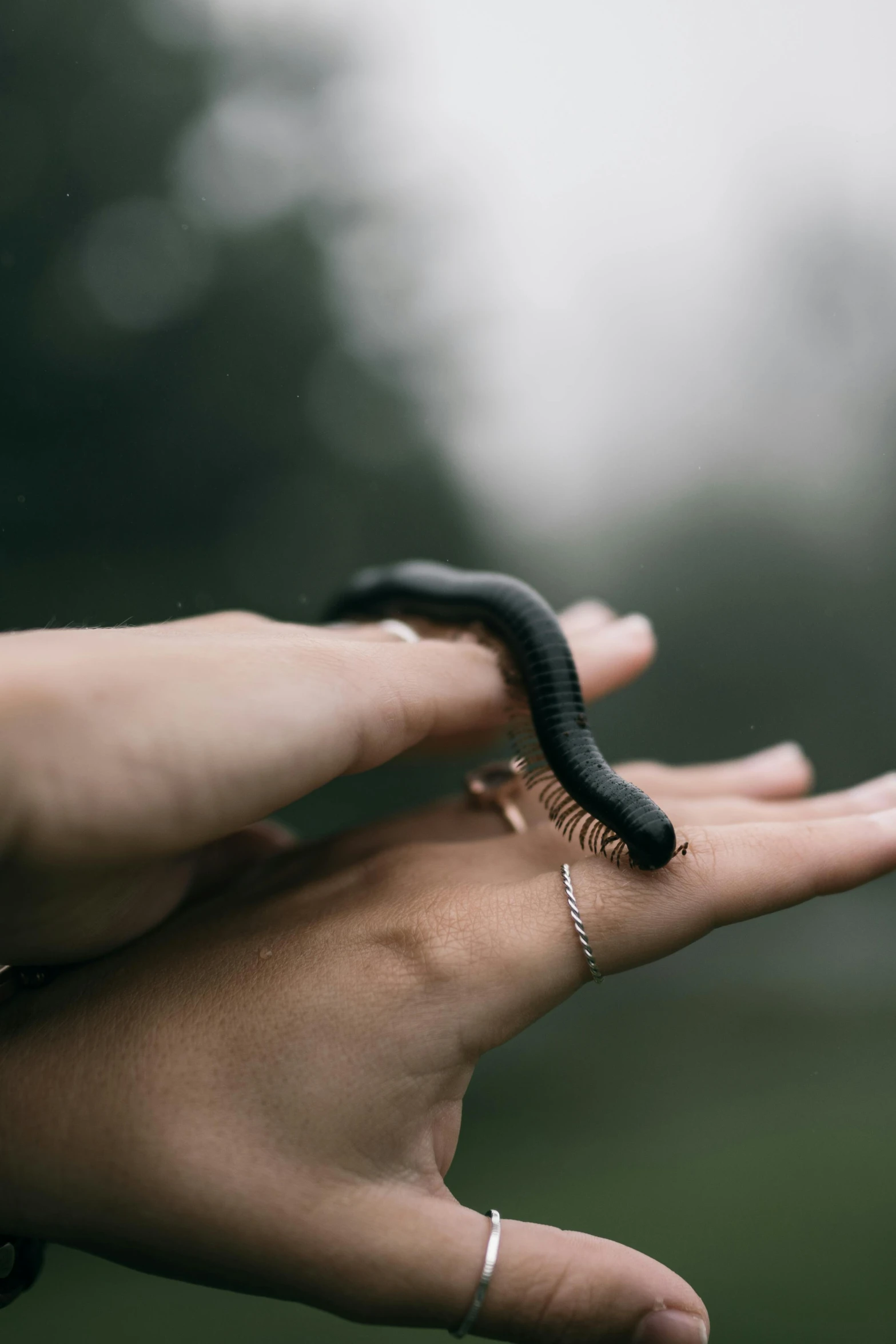 a person's hand holds a tiny black, striped ring on her fingers