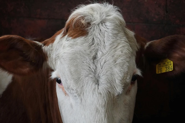 this cow is looking straight ahead at us