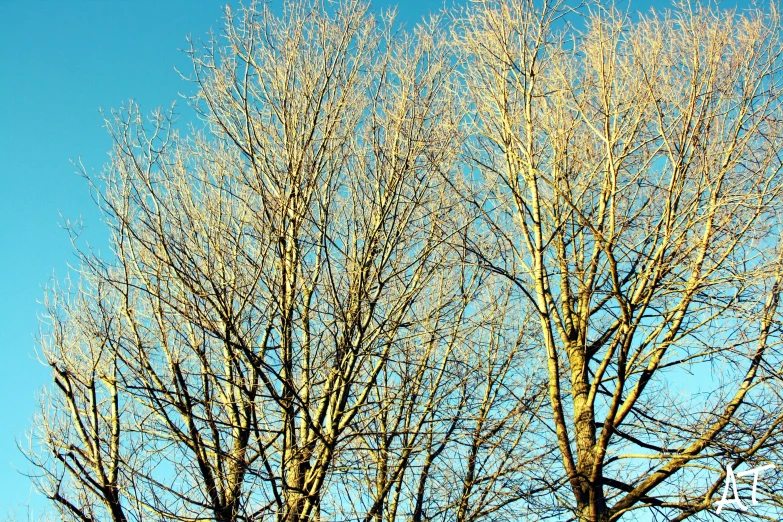 a bird sits on a leafless tree looking into the distance