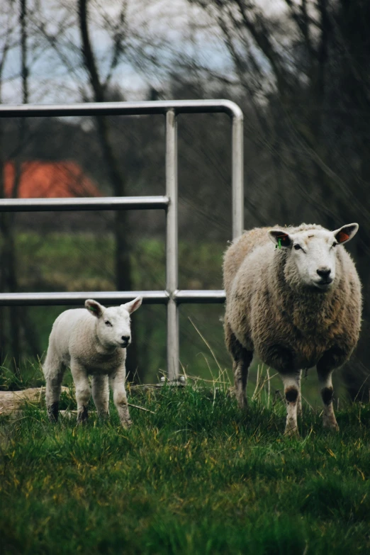 two sheep are standing on some grass in the field