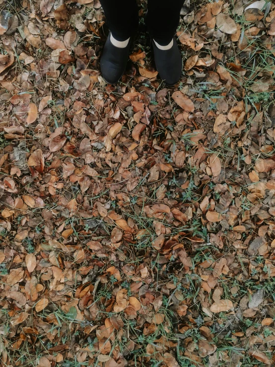 person standing on brown leaves on the ground