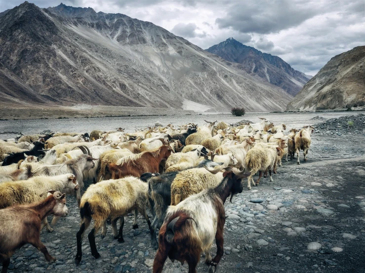 there is a herd of animals walking along the rocks