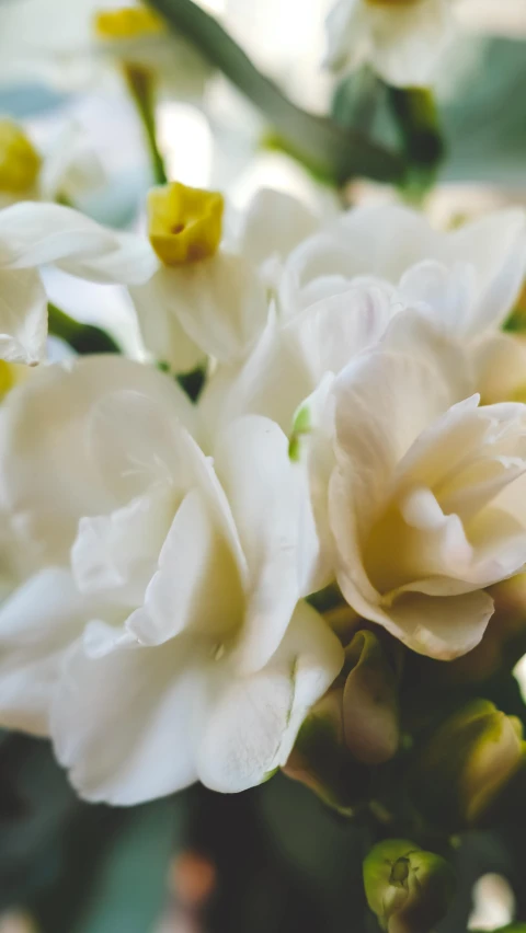 the white flowers are blooming out of the bush