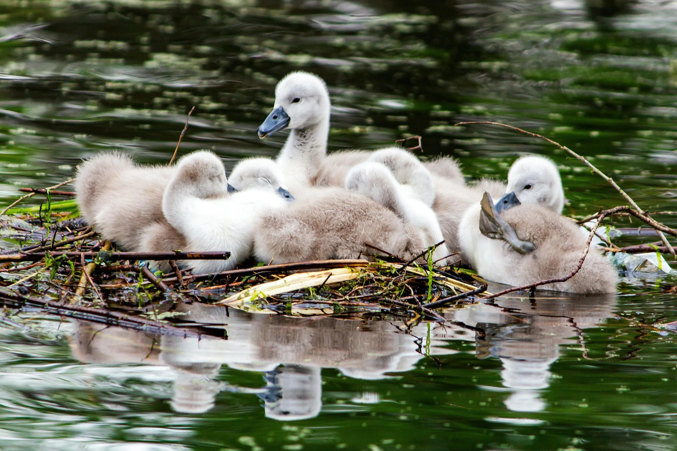 four ducks that are sitting on top of some twigs