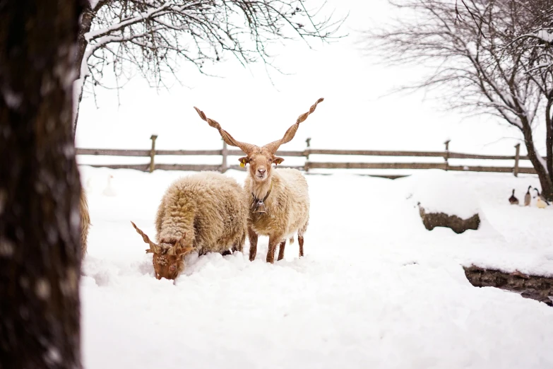 two sheep stand next to each other in the snow