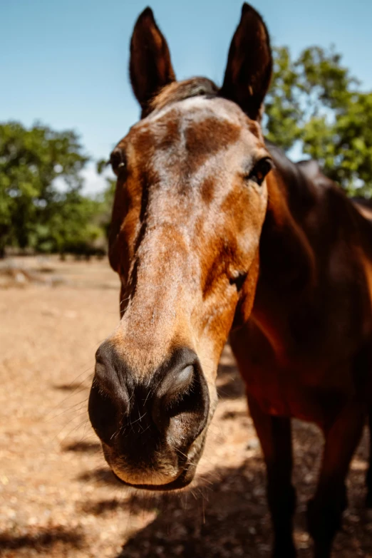 a brown horse with its head facing the camera