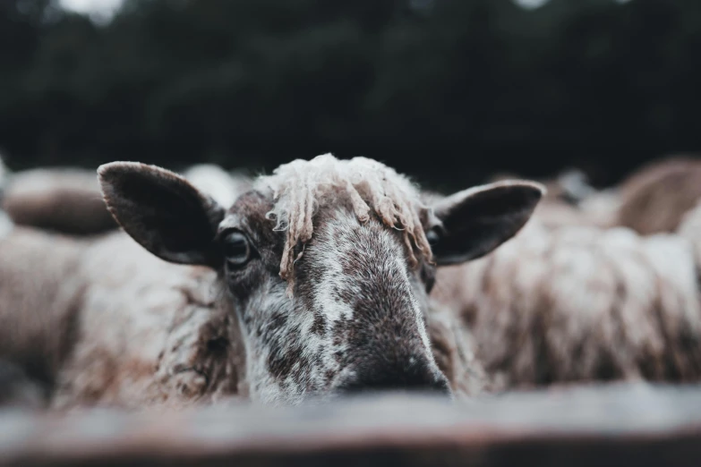 the top half of a sheep looks into the camera