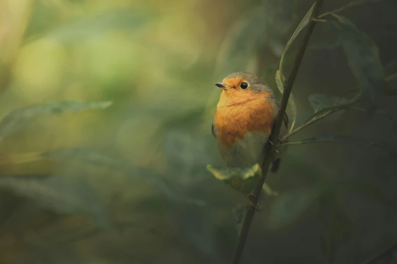 the orange and brown bird sits on a nch in front of some green leaves