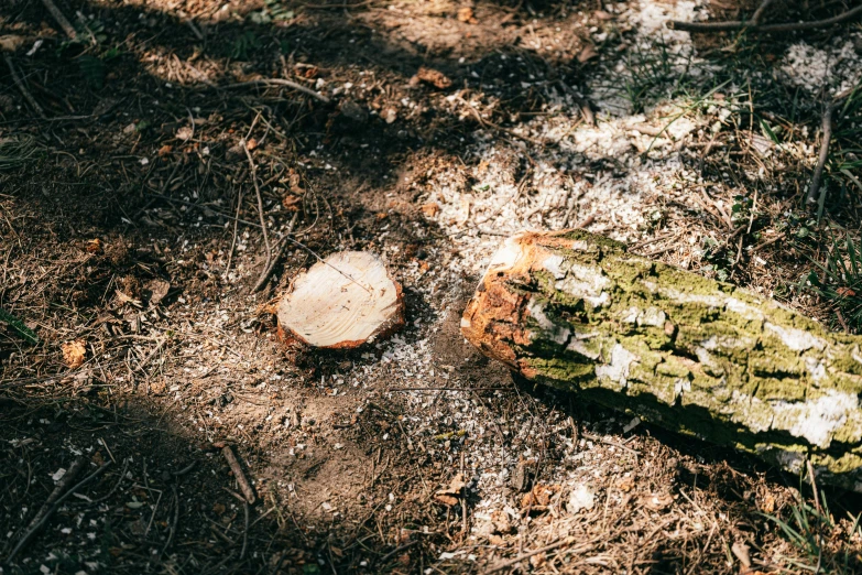 a broken piece of wood laying on the ground