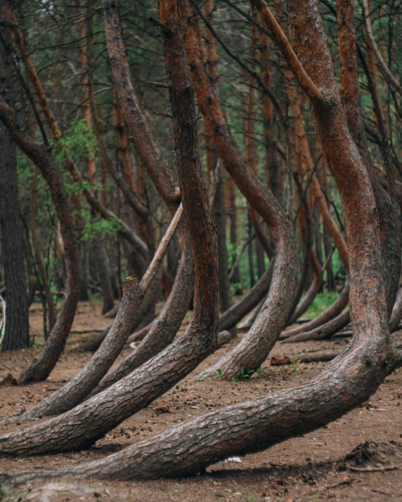 many very old trees in the middle of a forest