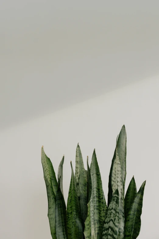 a cactus in a pot next to a wall