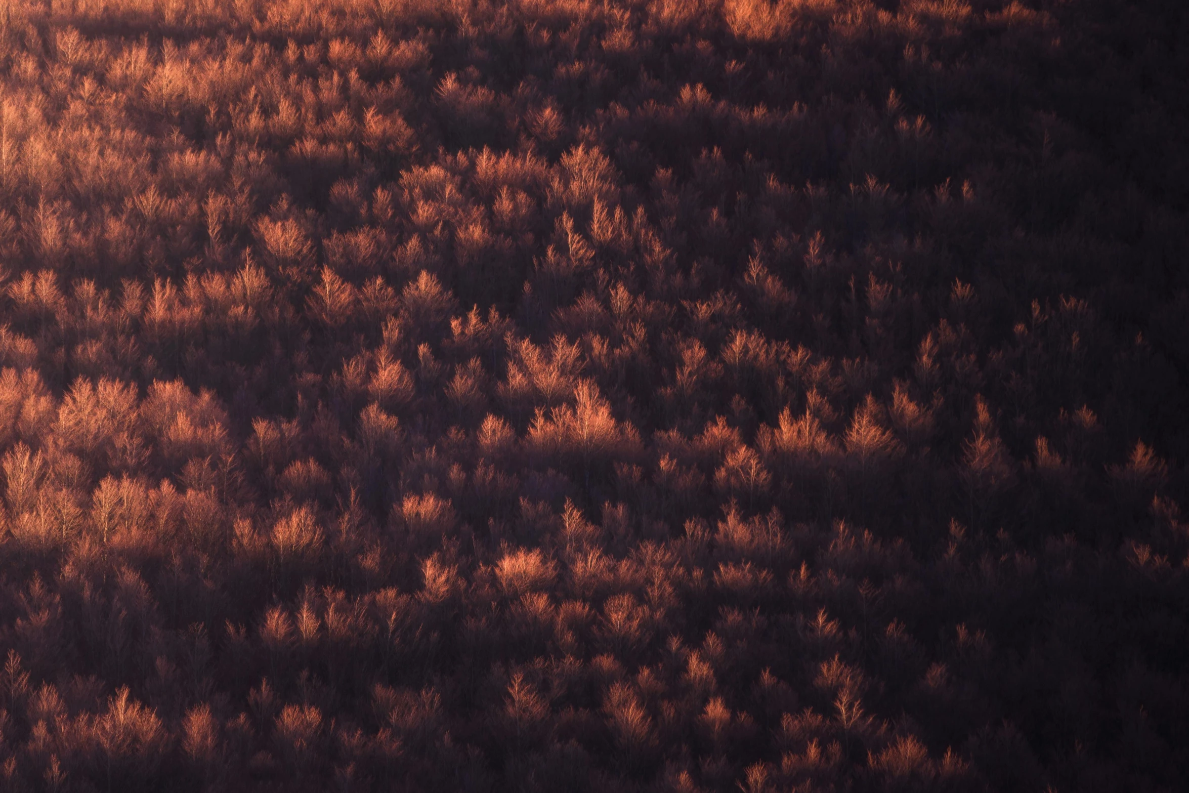 aerial view of trees with orange tones