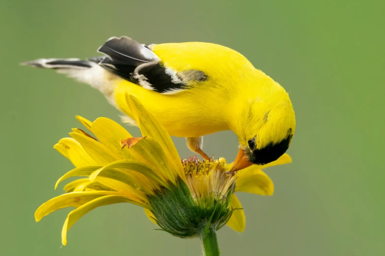 a bird perched on a flower with a sky background