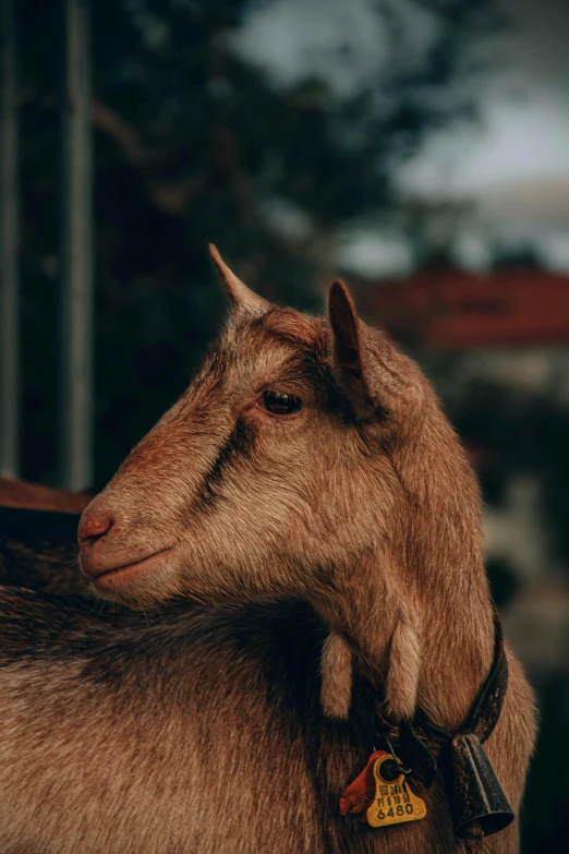 a goat looks pensive while sitting down