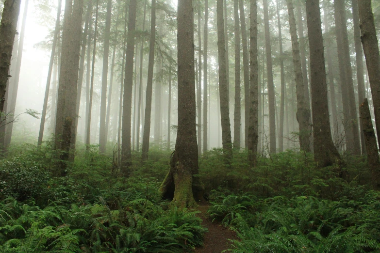 a path in the woods through the forest