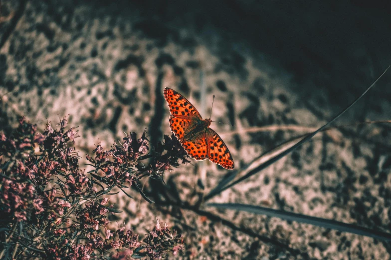 an orange erfly flying over a flower stem