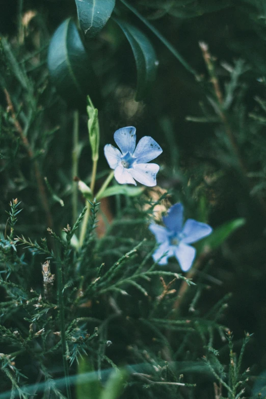 two blue flowers that are in the grass