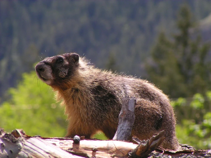 a close up of a animal on a tree