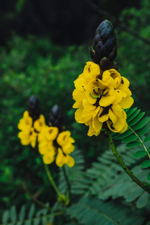 some flowers are next to each other in a field