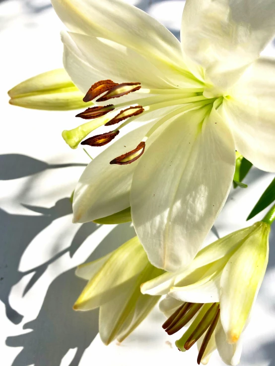 the white flowers are glowing from the sunlight