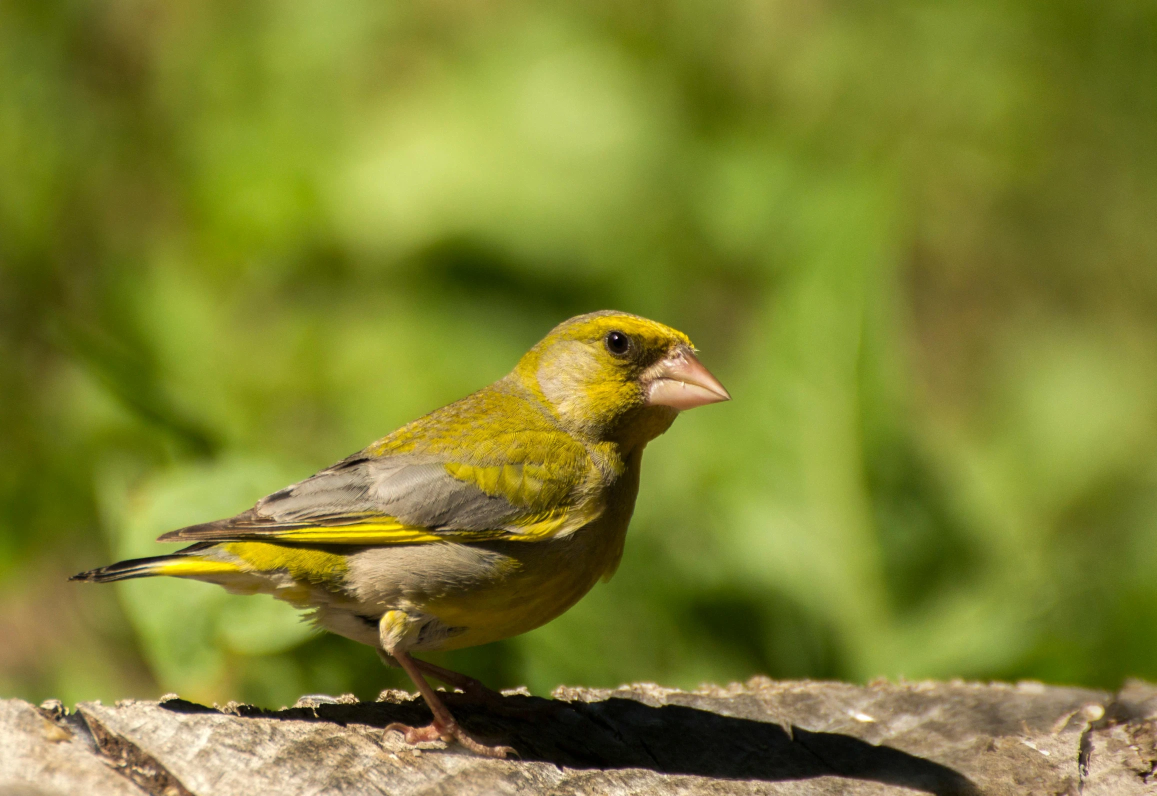 a bird with a yellow head stands on a piece of wood