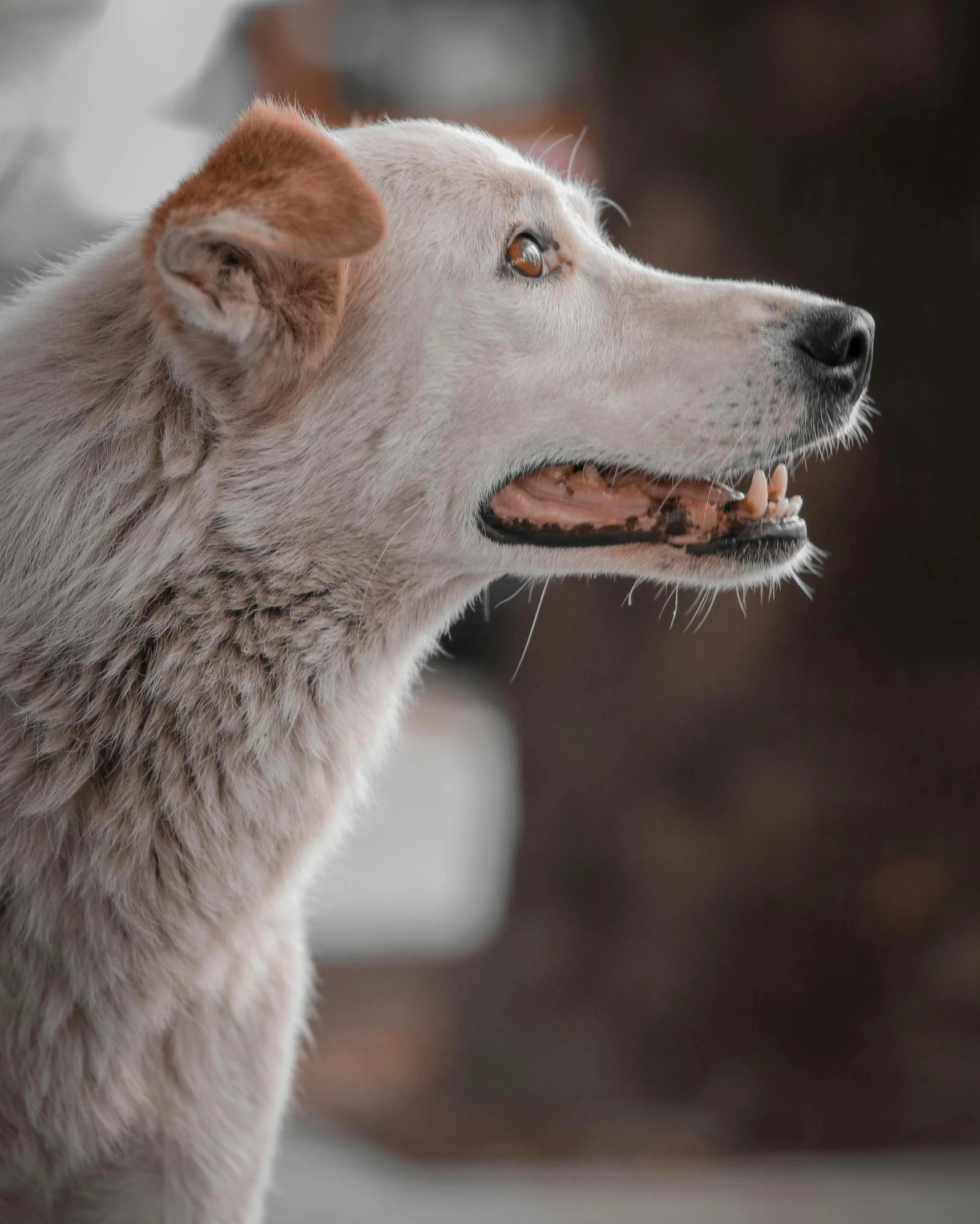 an adult white dog with orange spots and a long black nose