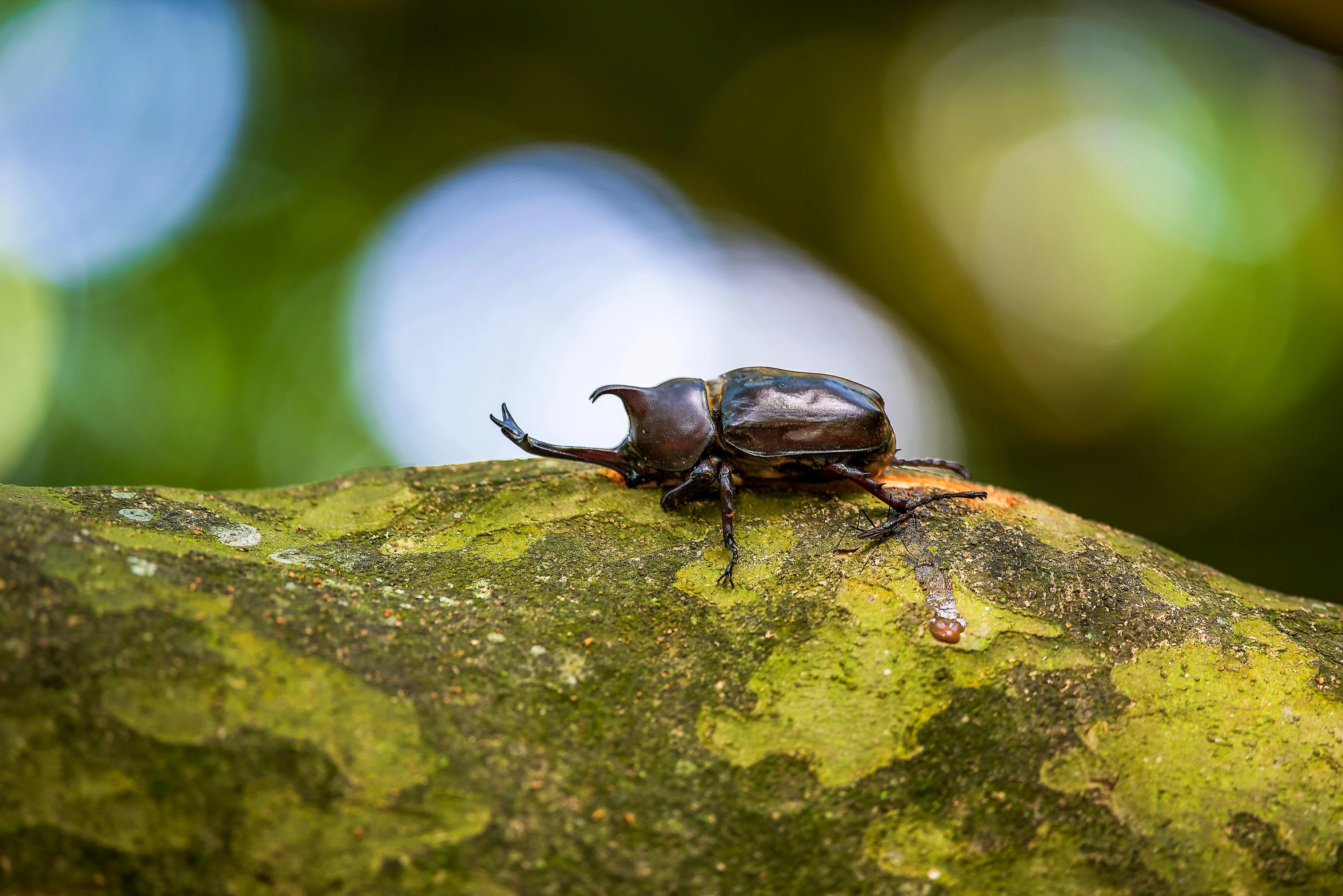 a close up of a beetle sitting on a leaf