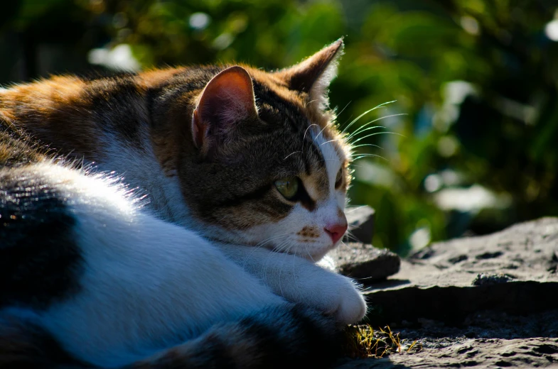 cat laying down on a rock looking into the distance