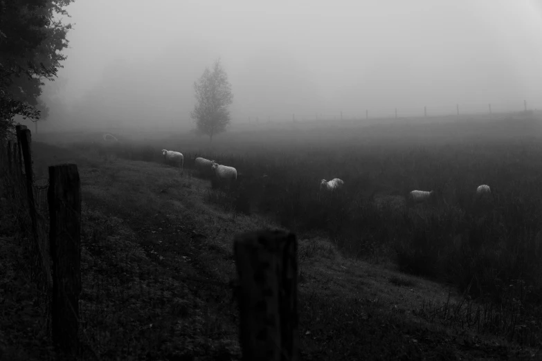 black and white pograph of sheep in fog