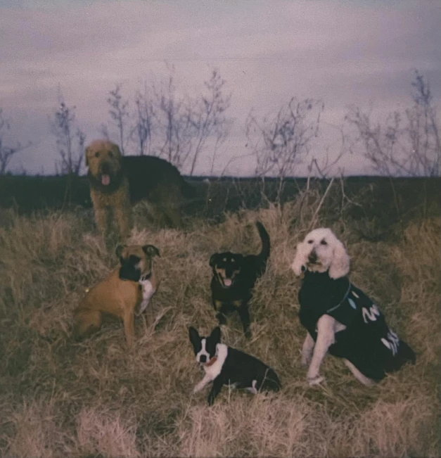 the group of dogs is sitting together in a field