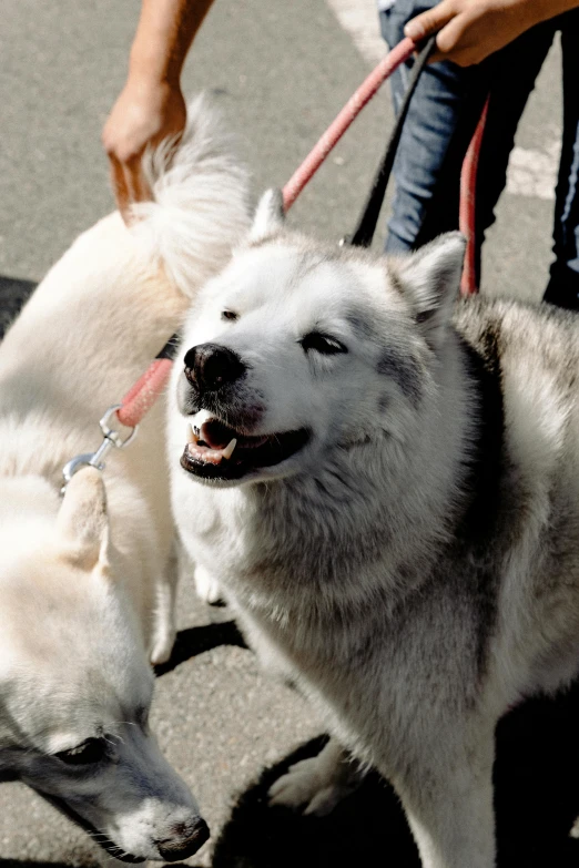 two dogs standing together while holding on to their leashes