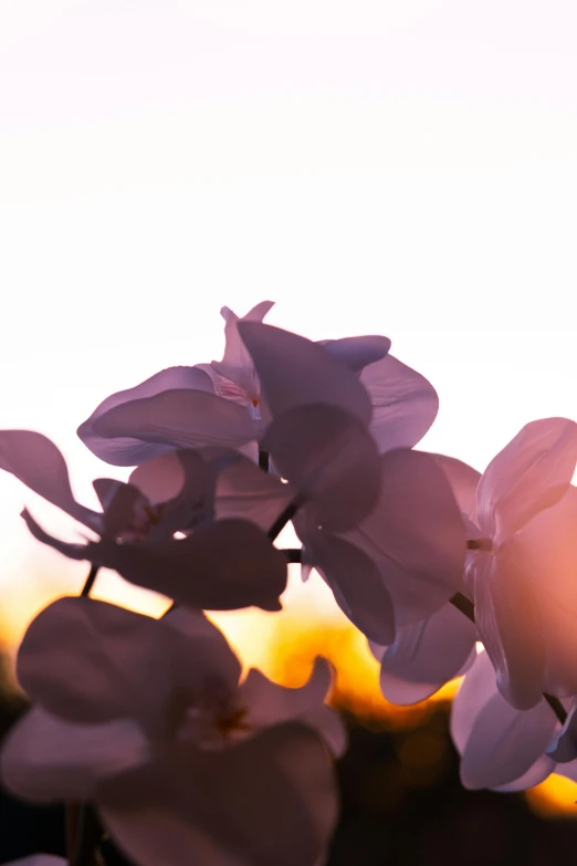 a bush of lilacs with a soft evening sky behind them