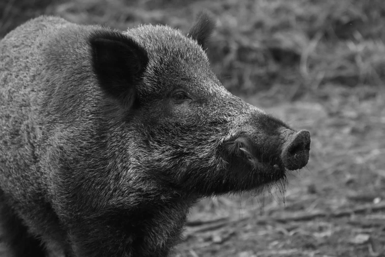 a black and white po of a wild pig